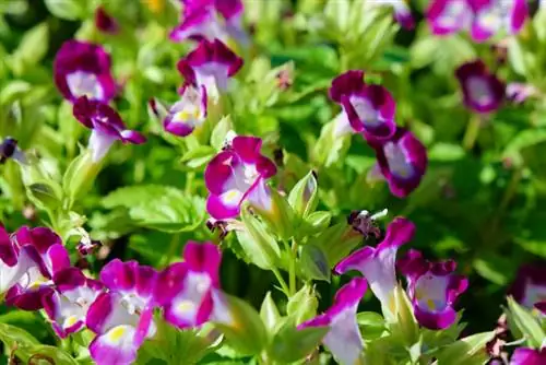 Torenia baxımı: Sağlam və çiçəkli bitkilər üçün məsləhətlər