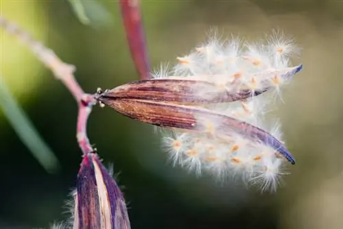 Oleander pods: ደረጃ በደረጃ ማራባት እና ማራባት