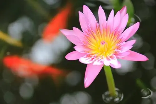 Easy to care for and decorative: dwarf water lilies in the aquarium