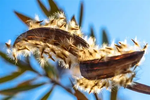 Oleander sowing