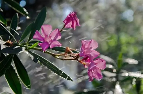 Oleander fungal disease