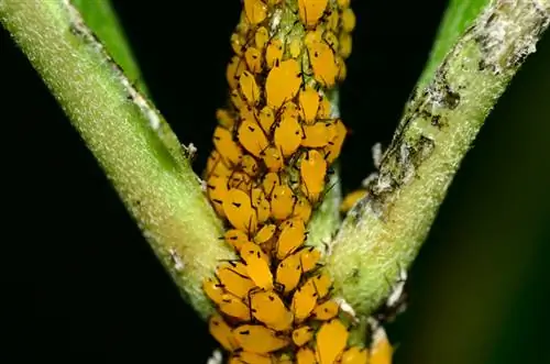 Oleander plantluise