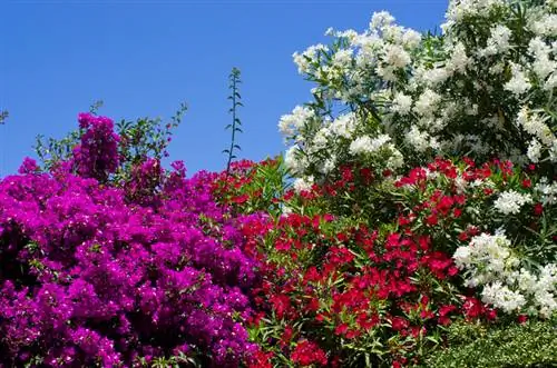 Le grand monde des lauriers roses : découvrez la variété des variétés