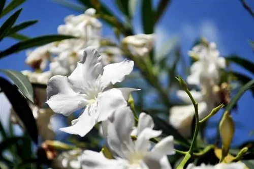 Kivuli cha oleander