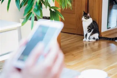 Palmier dangereux pour les chats