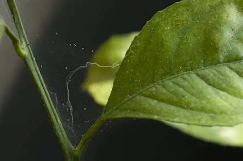 Utitiri wa oleander na buibui: Jinsi ya kuzuia uvamizi