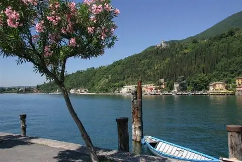 Arbre estàndard de baladre