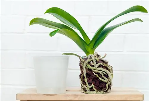 Cuidando las orquídeas: así es como las vuelves a poner en marcha