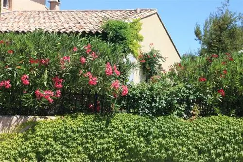 Giardino degli oleandri