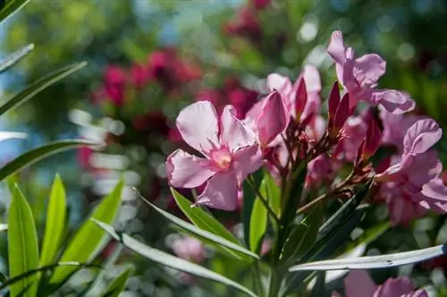 Oleander xüsusiyyətləri