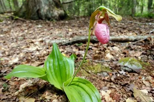 Reconocer orquídeas