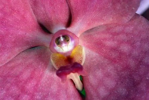 Pollen d'orchidée