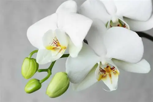 Bloeitijd voor orchideeënverzorging