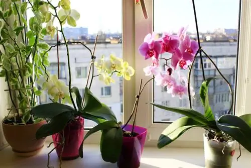 Orchidee na oknie