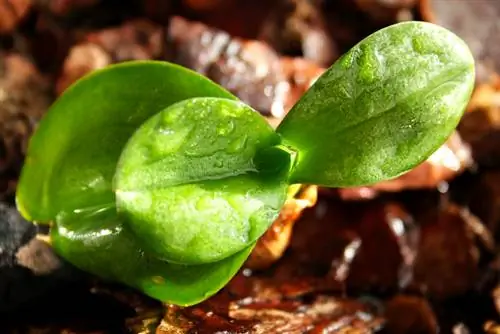 Harsachtige orchideeën: wat zijn de oorzaken en hoe kunnen deze worden verholpen?