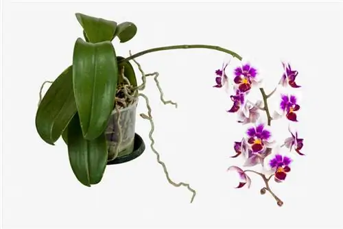 Orchidee wortels