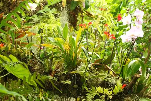 Orchidee: L'affascinante origine dei fiori esotici