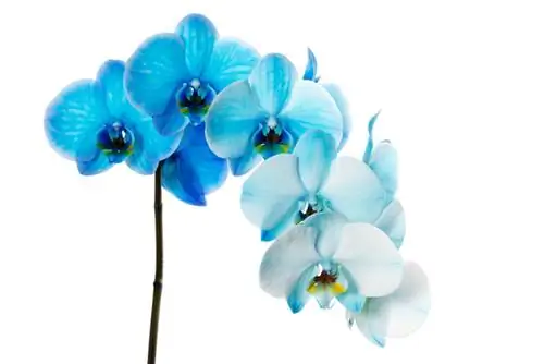 Rangi ya orchid ya bluu