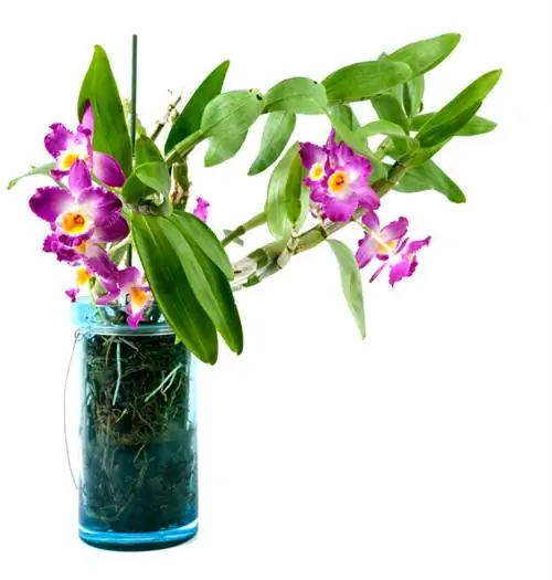 Orchideeën in een vaas