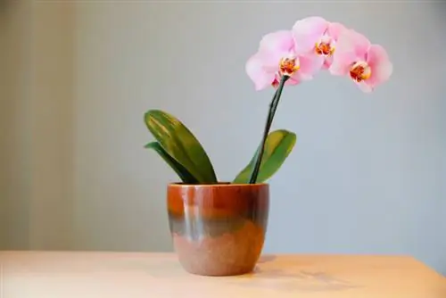 Caring for orchids in pots: watering, fertilizing and cutting