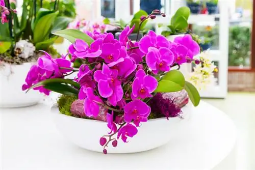 Plantar orquídeas en un recipiente: los mejores tipos y consejos