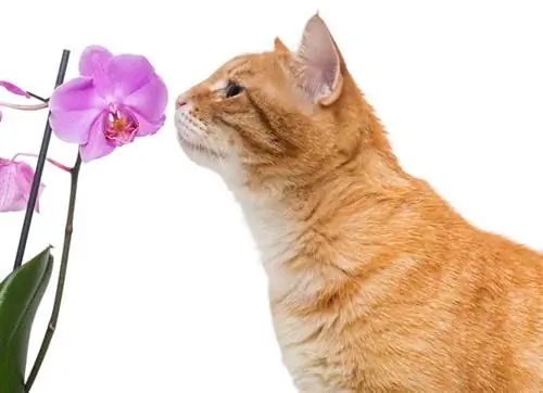 Orquídea venenosa para gatos