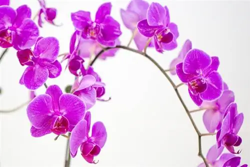 ¿Por qué se pegan las hojas de las orquídeas? Todo sobre la causa y el remedio