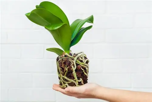 Orchids in soil: Why conventional potting soil is harmful