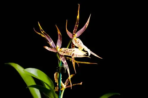 Orchids: Common German names for exotic species