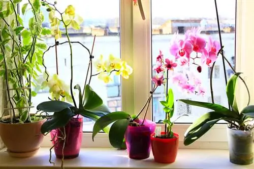 Orchideje slunce