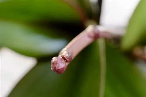 Orchid ua ntej flowering