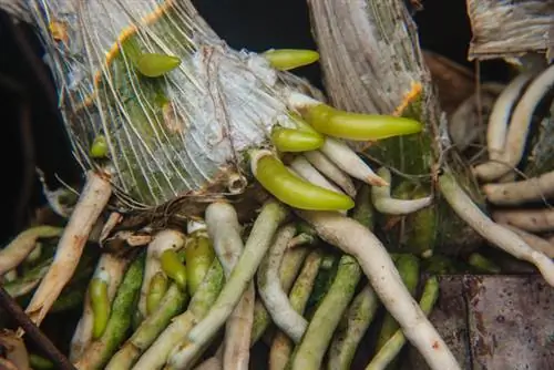 Raízes de orquídea