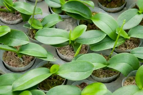 Cuidando de orquídeas