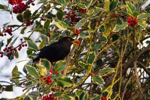 Ilex membiak