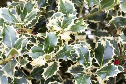 Holly varieties: Which one suits your garden concept?