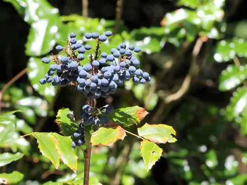 Ilex mavi meyveler