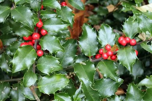 Fertilizzare l'Ilex