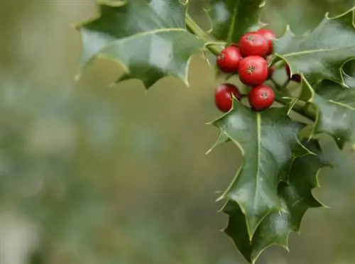 Ilex жемиш