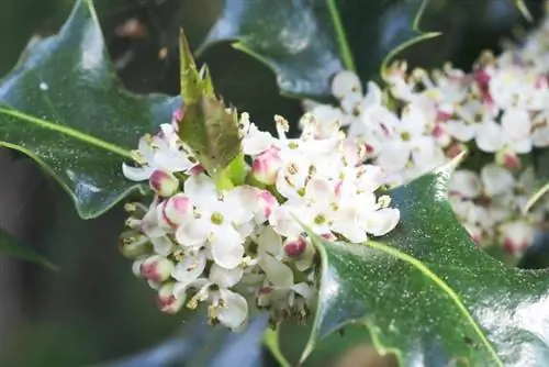 Ilex κίτρινα λουλούδια