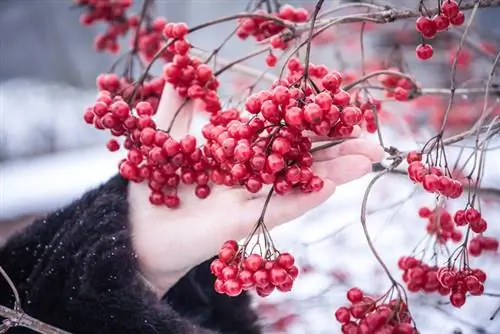 Ilex برای انسان سمی است