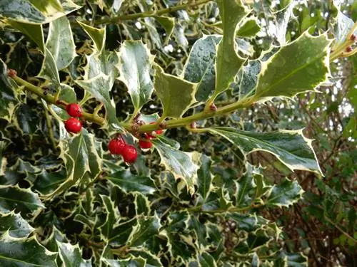 Holly hedge: Compact, madaling gupitin at pampalamuti