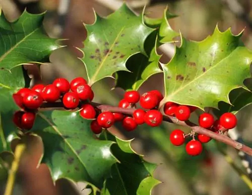 Ο Ilex χάνει φύλλα