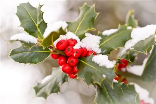 Ilex profili