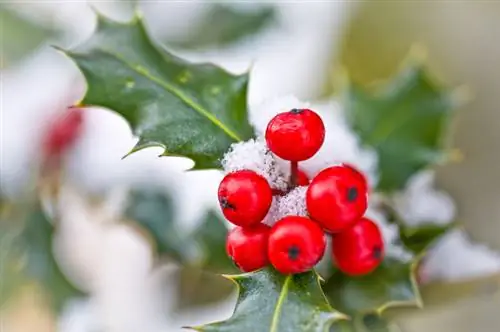 Winterharde hollies: verzorging en bescherming van de plant