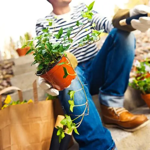 Klimop in die tuin