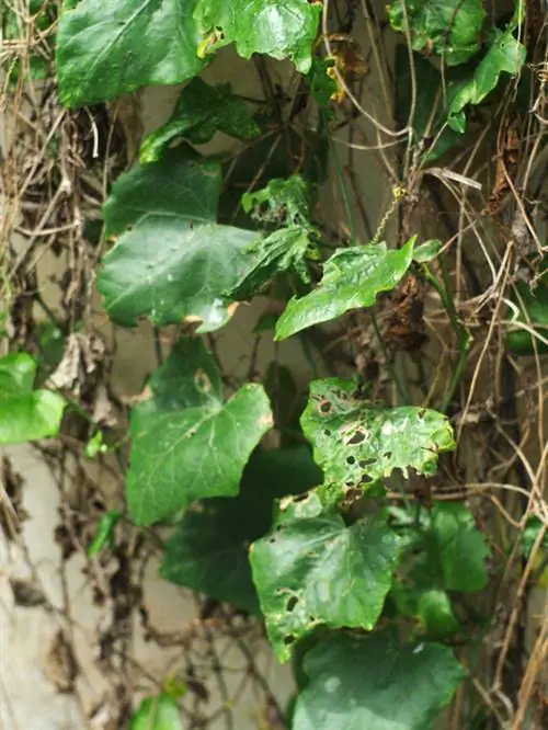 Ivy diseases: Recognize, combat and prevent