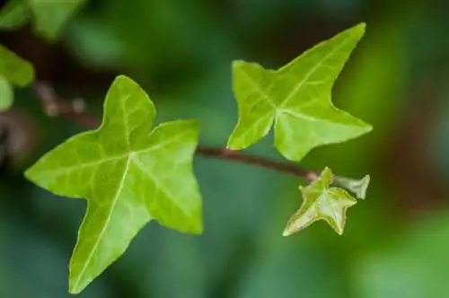 Ivy cuttings