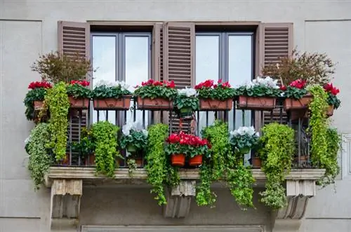 Klimop op die balkon: Dit is hoe die groenigheid perfek werk