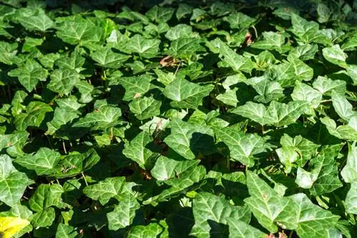 Ivy carpet