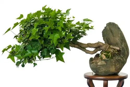 Klimop als bonsai: creatieve ontwerp- en verzorgingstips